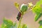 Colorful jewel bug perched on an euphorbia