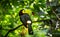 Colorful keel-billed toucan bird
