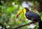 Colorful keel-billed toucan bird