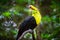 Colorful keel-billed toucan bird