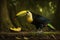 Colorful Keel-billed Toucan Full Body In Forest. Colorful and Vibrant Animal.