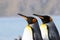 Colorful King Penguins duo in the snow