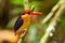 Colorful Kingfisher bird,