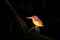 Colorful Kingfisher bird, Black-backed Kingfisher