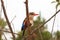 Colorful kingfisher rest on the tree. Meru, Kenya