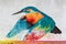 Colorful kingfisher urban art