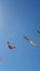 Colorful kites flying in the blue sky carried by a vendor at the beach