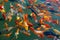 Colorful Koi Carps close-up in the Black Dragon Pond