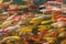 Colorful of Koi craft fish swimming in a lake,abstract blur back