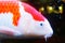 Colorful koi fish swim in pools and are sold as pets