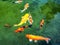 Colorful Koi fishes swimming in the lake