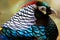 Colorful lady amherst pheasant