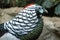 Colorful lady amherst pheasant
