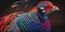 Colorful Lady Amherst pheasant bird colourful