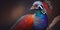 Colorful Lady Amherst pheasant bird colourful