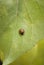 Colorful ladybug sitting on a green leaf