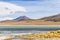 Colorful lagoon with flamingo in the High Andean Plateau, Bolivia