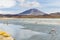 Colorful lagoon in the High Andean Plateau, Bolivia