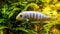 Colorful lake malawi cichlid in closeup, tropical and popular aquarium pet from Africa