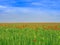 Colorful landscape. Poppy field under the blue sky