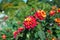 Colorful Lantana at bloom in summer with bee in sunlight