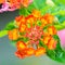 Colorful Lantana camara flowers