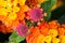 Colorful lantana flowers