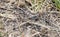 A Colorful Large-headed Grasshopper Phoetaliotes nebrascensis Perched on Dried Vegetation on the Grasslands of Colorado