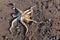 A colorful large octopus climbs along the beach with black volcanic sand and colorful pebbles. A live octopus just caught in the s