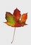 Colorful late fall single maple leaf on canvas