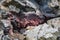 Colorful lava stones at dimmuborgir myvatn area