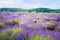 Colorful lavender field in Hungary near Tihany