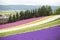 Colorful of lavender fields and other beautiful flowers line up in furano garden