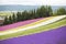 Colorful of lavender fields and other beautiful flowers line up in furano garden