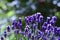 Colorful Lavenders  -  blossoms  in the garden with bokeh