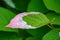 Colorful leaf of Actinidia kolomikta flowering plant, commonly k