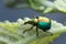 Colorful leaf-rolling weevil, Attelabidae on leaf