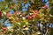 Colorful leafage and red berries of Sorbus aria in October