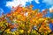 Colorful leafs in autumn with blue sky