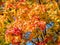 Colorful leafs tree autumn image