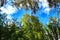 Colorful leafy forest and blue sky in Spain