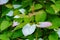 Colorful leaves of Actinidia kolomikta, commonly known as variegated-leaf hardy kiwi