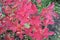 Colorful leaves azalea in the flower garden in autumn. The first frost, cold weather. Blurred background.