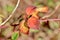 Colorful leaves on a branch in autumn