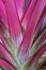 The colorful leaves of a bromelia plant