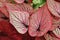 Colorful Leaves of Caladium Plants as Natural Texture Background