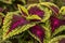 Colorful leaves Coleus plant close-up