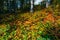 Colorful leaves covering ground