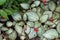 Colorful leaves of Episcia cupreata plant