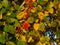 Colorful leaves of European aspen or Populus tremula in autumn sunlight background, selective focus, shallow DOF